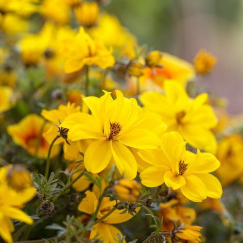 Bidens — plante et accessoire de jardin à Marrakech