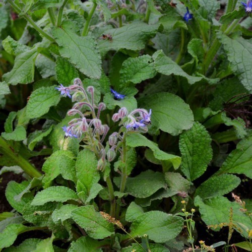 Bourrache Officinalis — plante et accessoire de jardin à Marrakech