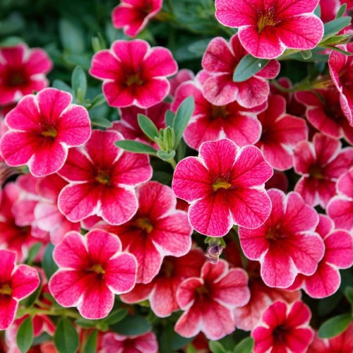 Calibrachoa — plante et accessoire de jardin à Marrakech