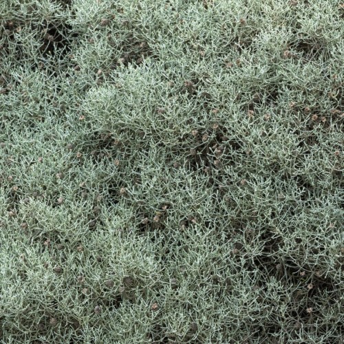 Calocephalus Brownii — plante et accessoire de jardin à Marrakech
