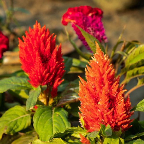 Celosia — plante et accessoire de jardin à Marrakech