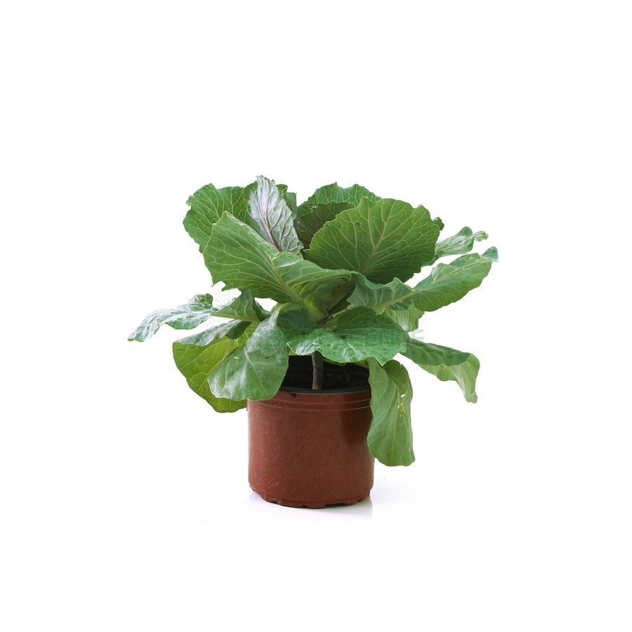 Choux D'Ornement — plante et accessoire de jardin à Marrakech