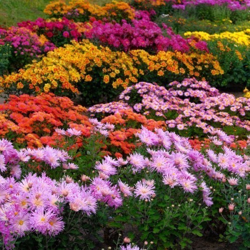 Chrysantheme (Touffe) — plante et accessoire de jardin à Marrakech