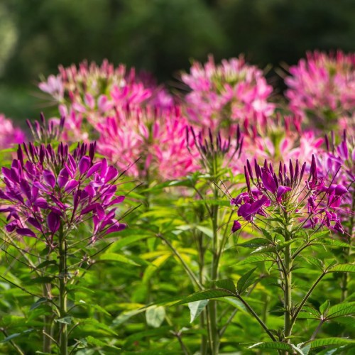 Cleome — plante et accessoire de jardin à Marrakech