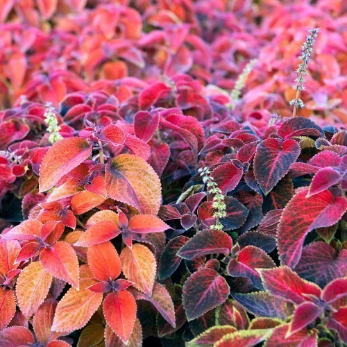 Coleus — plante et accessoire de jardin à Marrakech