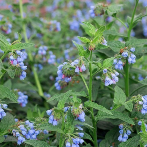 Consoude Officinale — plante et accessoire de jardin à Marrakech