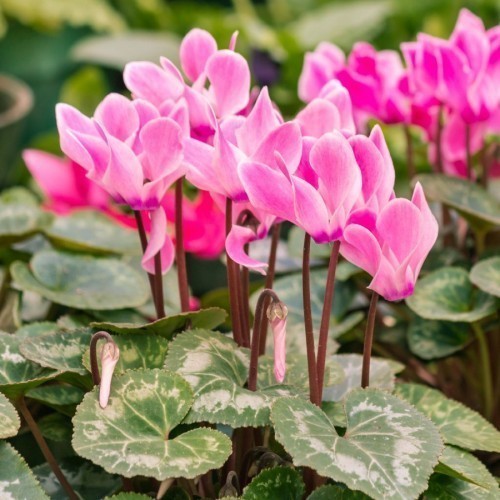Cyclamen — plante et accessoire de jardin à Marrakech