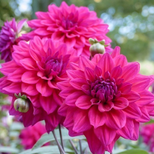 Dahlia — plante et accessoire de jardin à Marrakech