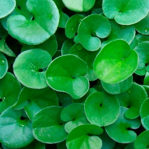 Dichondra — plante et accessoire de jardin à Marrakech