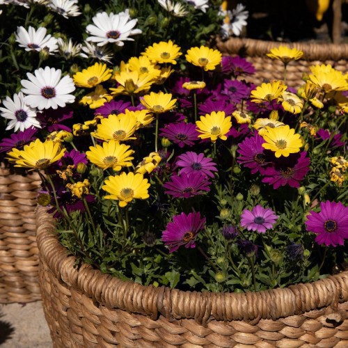 Dimorphoteca — plante et accessoire de jardin à Marrakech