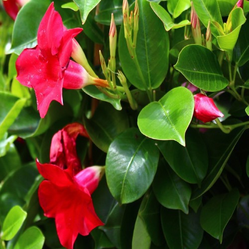 Dipladenia (Mandevilla) — plante et accessoire de jardin à Marrakech