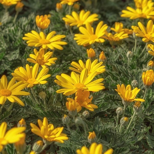 Euryops — plante et accessoire de jardin à Marrakech