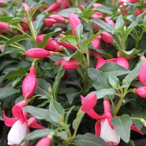 Fuchsia — plante et accessoire de jardin à Marrakech