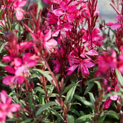 Gaura — plante et accessoire de jardin à Marrakech