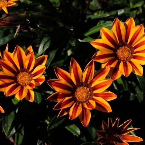 Gazania — plante et accessoire de jardin à Marrakech