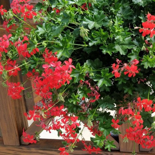 Geranium Lierre — plante et accessoire de jardin à Marrakech