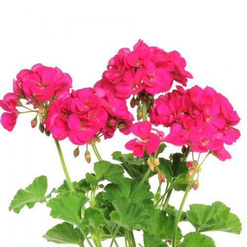 Geranium Zonal — plante et accessoire de jardin à Marrakech