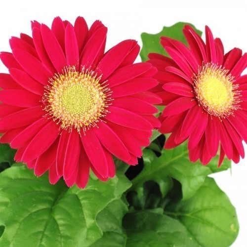 Gerbera — plante et accessoire de jardin à Marrakech
