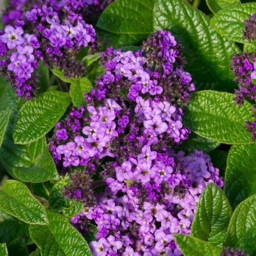 Heliotrope — plante et accessoire de jardin à Marrakech