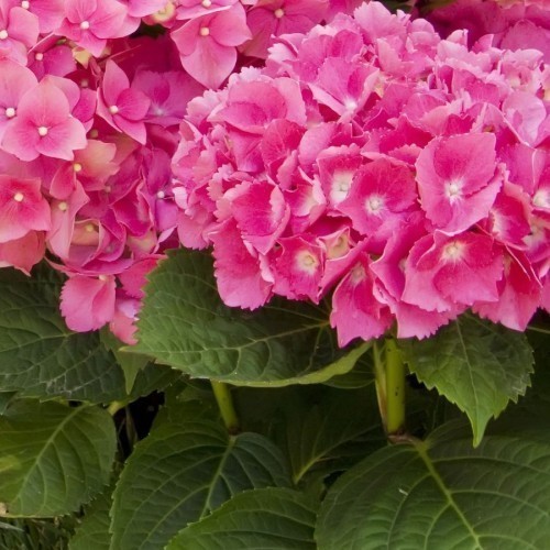 Hortensia — plante et accessoire de jardin à Marrakech