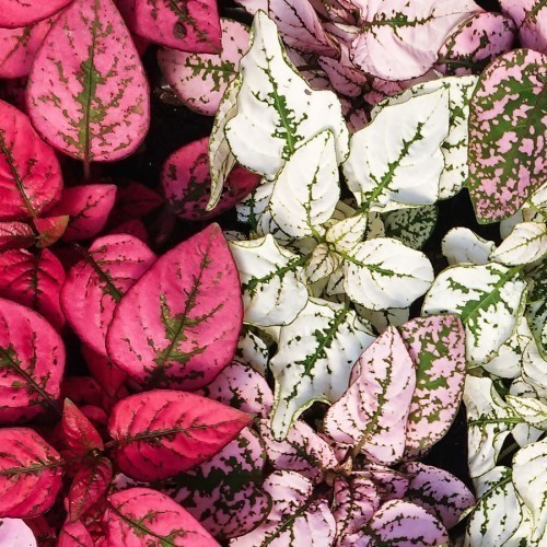 Hypoestes — plante et accessoire de jardin à Marrakech