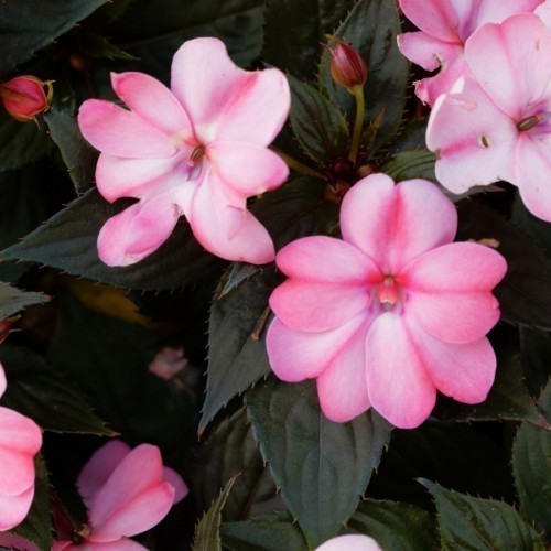 Impatiens — plante et accessoire de jardin à Marrakech