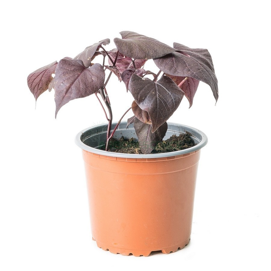 Ipomea — plante et accessoire de jardin à Marrakech
