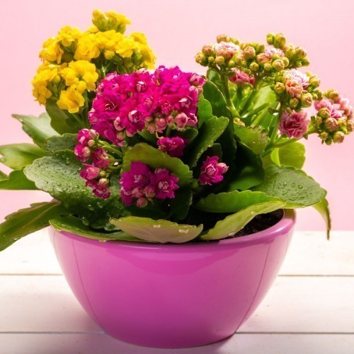 Kalanchoe — plante et accessoire de jardin à Marrakech
