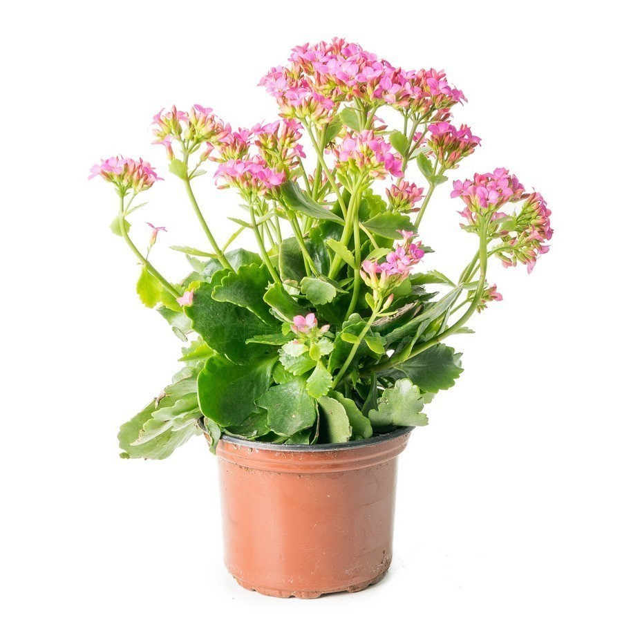 Kalanchoe Blossfeldiana — plante et accessoire de jardin à Marrakech