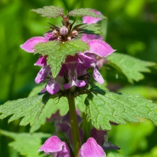 Lamium — plante et accessoire de jardin à Marrakech