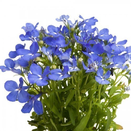Lobelia — plante et accessoire de jardin à Marrakech