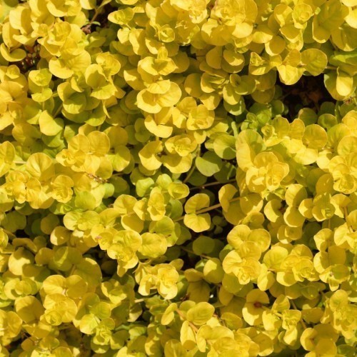 Lysimachia — plante et accessoire de jardin à Marrakech