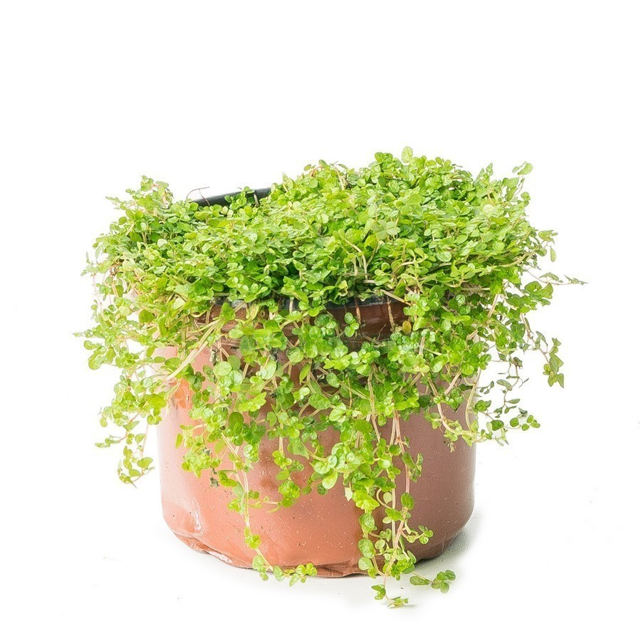Mousse — plante et accessoire de jardin à Marrakech