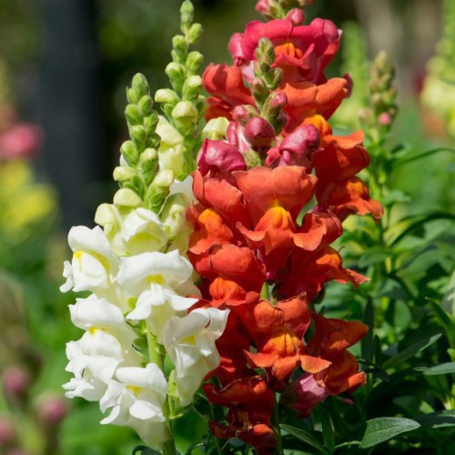 Muflier (Gueule De Loup) — plante et accessoire de jardin à Marrakech
