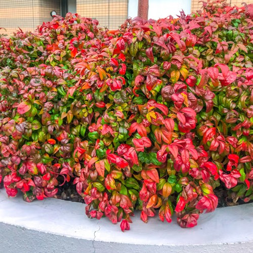 Nandina — plante et accessoire de jardin à Marrakech