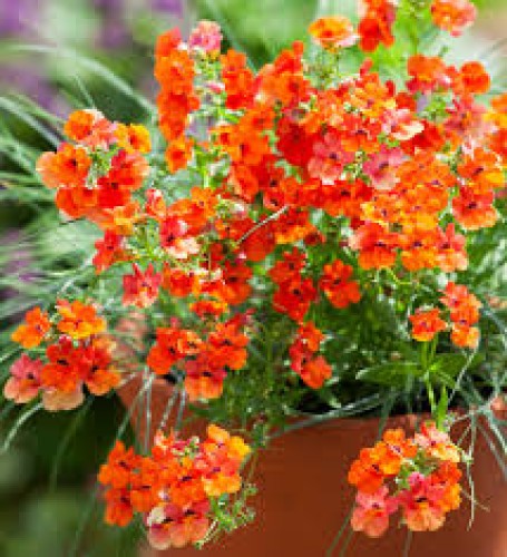 Nemesia — plante et accessoire de jardin à Marrakech