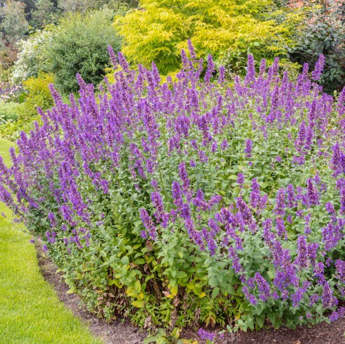 Nepeta — plante et accessoire de jardin à Marrakech