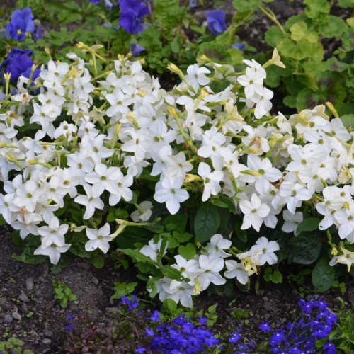 Nicotiana Alata (Tabac Ornement) — plante et accessoire de jardin à Marrakech