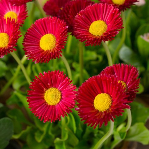 Paquerette (Bellis Perennis) — plante et accessoire de jardin à Marrakech
