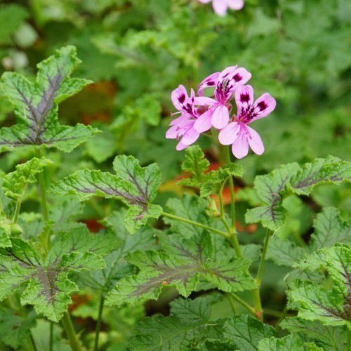 Pelargonium Fleur — plante et accessoire de jardin à Marrakech