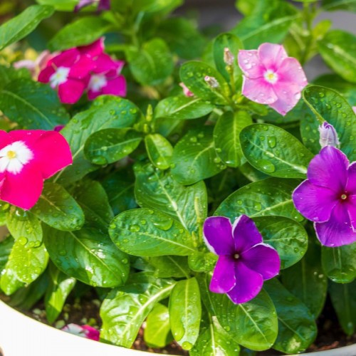 Pervenche (Vinca) — plante et accessoire de jardin à Marrakech