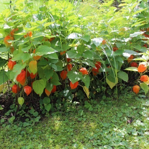 Physalis — plante et accessoire de jardin à Marrakech