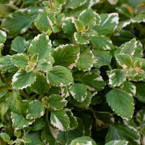 Plectranthus — plante et accessoire de jardin à Marrakech