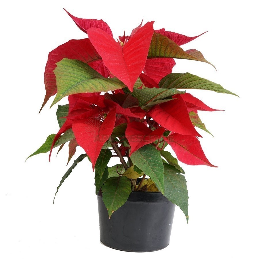 Poinsettia — plante et accessoire de jardin à Marrakech