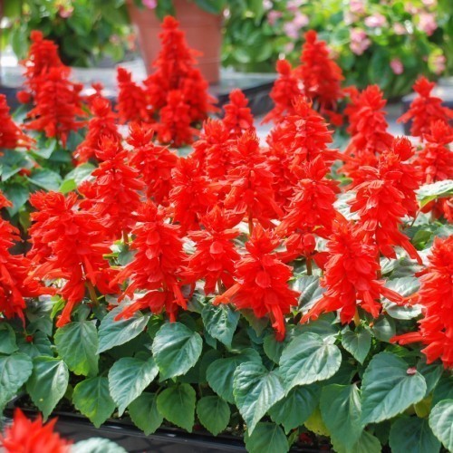 Sauge Fleur — plante et accessoire de jardin à Marrakech