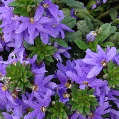 Scaevola — plante et accessoire de jardin à Marrakech