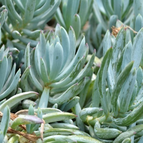 Senecio — plante et accessoire de jardin à Marrakech