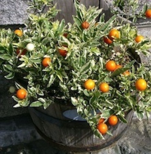 Solanum — plante et accessoire de jardin à Marrakech