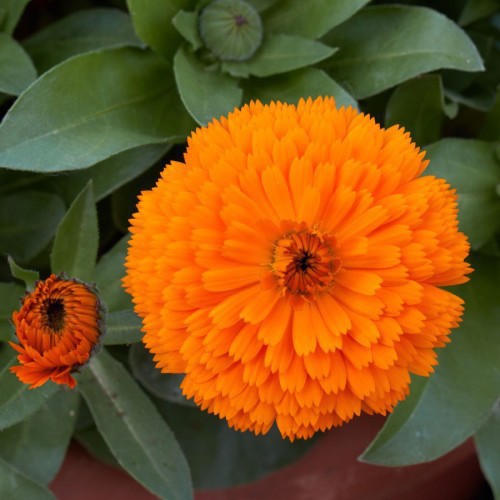 Soucis Nain — plante et accessoire de jardin à Marrakech