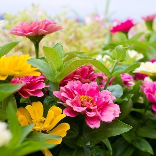 Zinnia — plante et accessoire de jardin à Marrakech